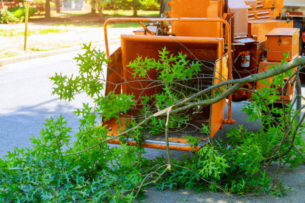 Best Tree Root Removal  in Hudson, MI